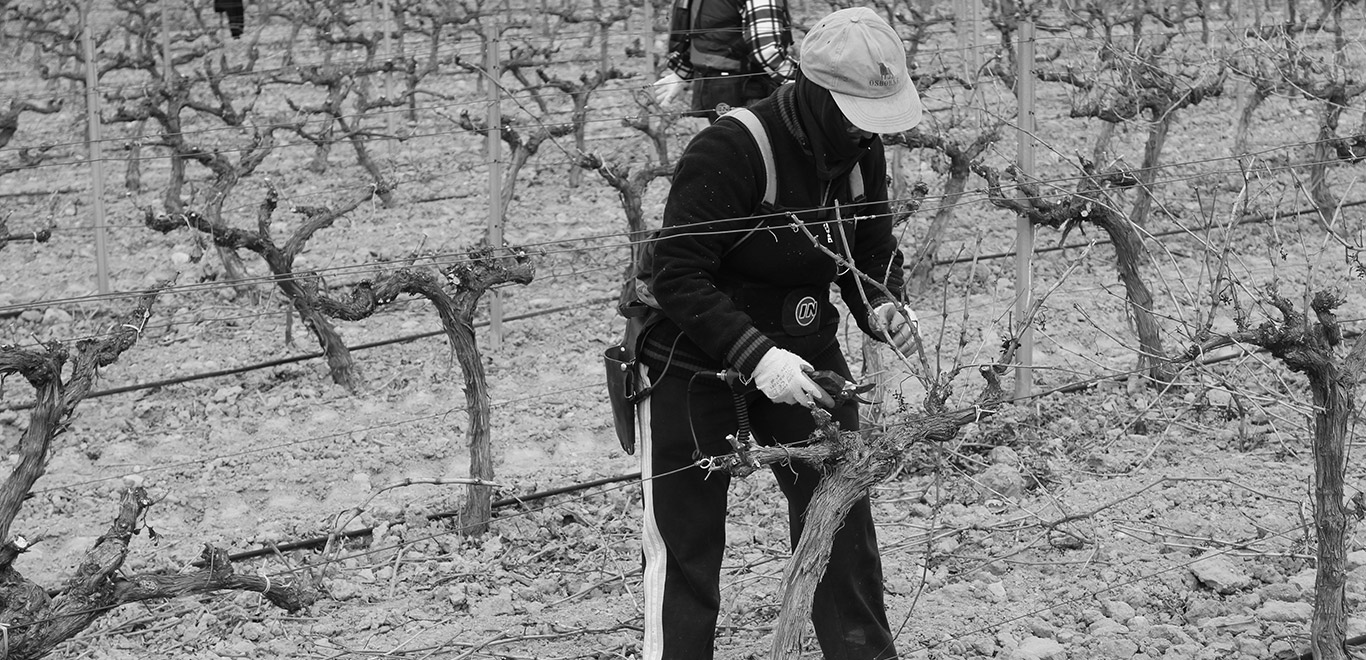 Héroes de los viñedos