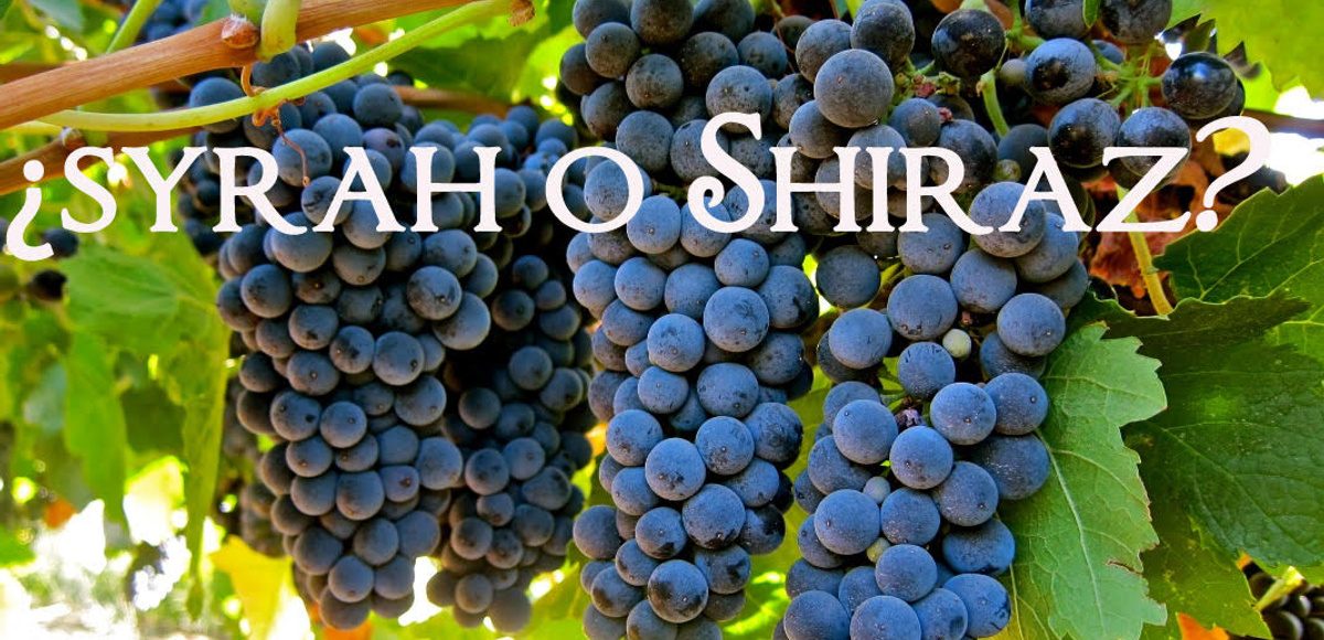 What are Syrah and Shiraz?