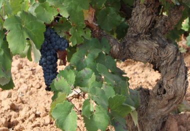 ¿Saben mejor los vinos elaborados de viñedos viejos?