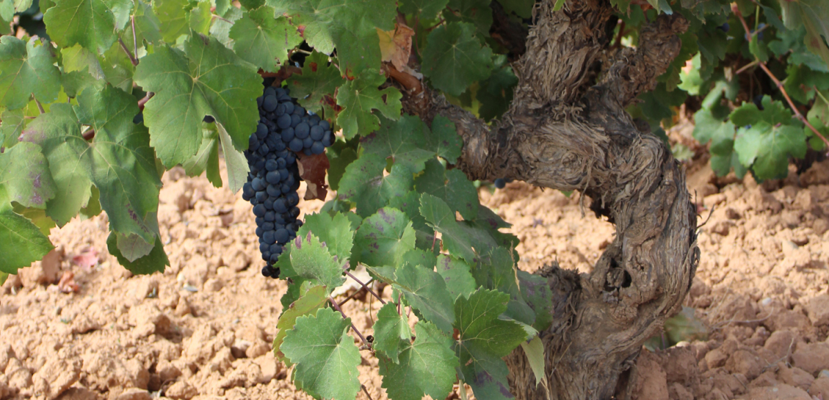 Do Wines made from Old Vines Taste Better?