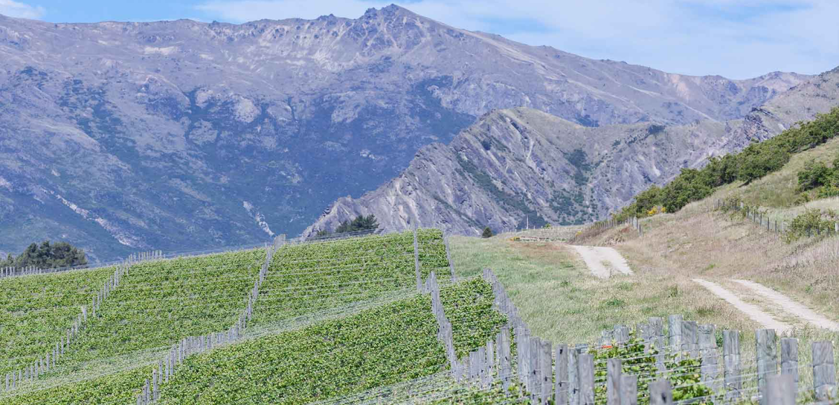 Discover New Zealand Wines