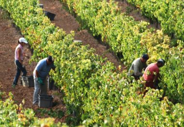 The Harvest | Wine Blog