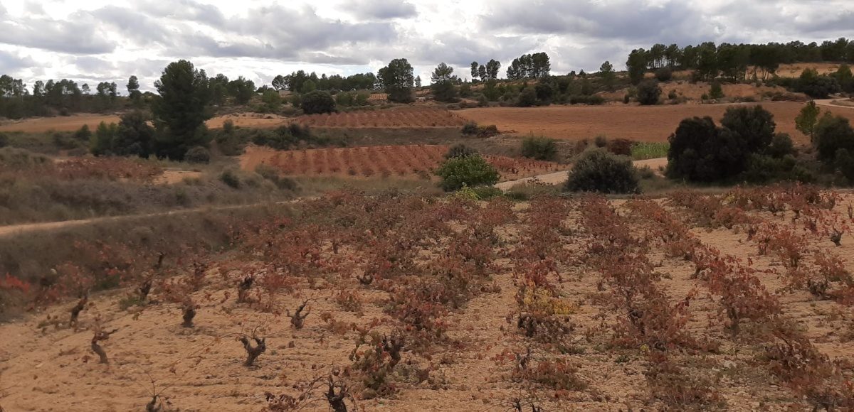 Wines from Valencia: Planning for the Future