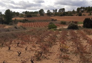 Wines from Valencia: Planning for the Future