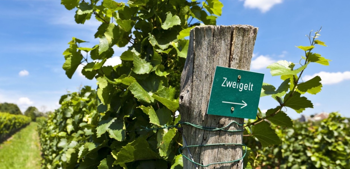 Zweigelt, la uva con un nombre nazi